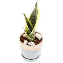 아침향기 공기정화식물 도토리화분 40종, 슈퍼바, 도토리 그레이