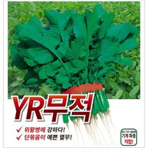 YR무적 열무 씨앗 500g 위황병 강한 종자 단묶음 크기 균일 기계 파종 김치 텃밭 채소 김장 농사