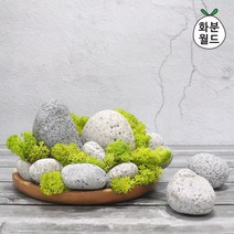화분월드 에그스톤 (대포장), 에그스톤 7호(대포장)