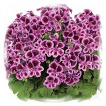 [어린모종]제라늄(영양계-리갈) : 8cm분, 엔젤아이즈 블루베리