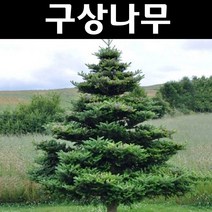 구상나무 묘목 H1.0m(분) 1개/정원/공원/조경수