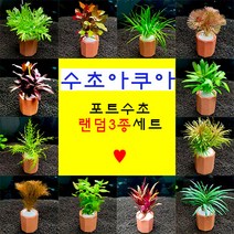 키우기쉬운 초보자용 랜덤포트수초 3종세트