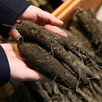 검은 산삼 제주 더덕 (중)1kg/2kg, (중)1kg