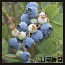 (나무농장) 블루베리나무 4년생 블루레이 7치 화분