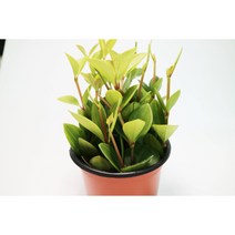 [쩡토피어리]DIY 화분 토피어리 만들기-곰토피, 줄리아페페, 1개