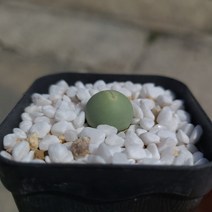 (오운정원)코노피튬 칼큘러스 씨앗 conophytum calculus (10립), 칼큘러스 씨앗 10립, 없음