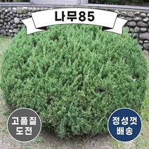 (나무85) 옥향 폭 30cm 내외 분