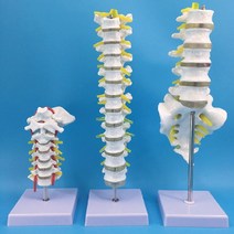 NOBRAND 11 척추모형 경추 요추 인체 뼈모형 골반 흉추 실습, 허리꼬리뼈다섯개섹션모델개