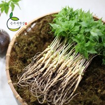 순수 새싹삼 미니 50뿌리 70 뿌리 [미니 (15cm 내외) 1box 일반포장], 50 뿌리, 일반 포장 1box
