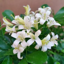 [용이네 화원] 년중 꽃이 피는 신품종 오렌지 자스민 중형 229 농원