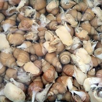 우렁각시 동해안 백고동 백골뱅이 1kg, 03_백고동 1kg(중자 20~30마리 내외), 1개