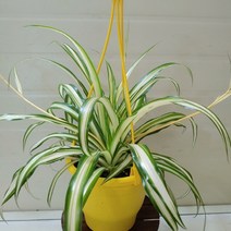 [성심] 금난(걸이용)149