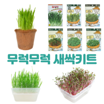 새싹 키우기 키트 8종 보리 무순 청경채 봉선화 방울토마토 보리 귀리 밀 모종 코코넛화분, 새싹키트3(코코넛화분+방울토마토), 8900원