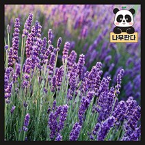 (나무판다) 잉글리쉬 라벤더 모종 10cm포트 2주묶음, 잉글리쉬 라벤더 10cm포트 (2주묶음), 1개