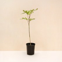 싱그러운 실내 공기정화식물 중품 식물 모종 모음 마이플랜트, 10.황칠나무 1개