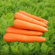 청정당근 10kg 강원도햇당근, 중