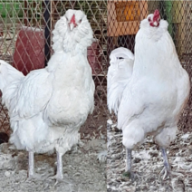 [꼬꼬닭세상] 아메라우카나 (유정란) 백아메라우카나 부화용종란 부화용 부화알 관상닭 희귀닭 애완닭, 5개 + (추가 1개 증정)