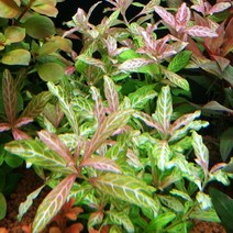 헬로아쿠아 모음)초보수초 200종모음전 쉬운수초 어항장식 열대어 어항꾸미기 수족관꾸미기, 64번) 하이그로필라 로잔 5촉