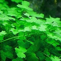 노치도메 3촉 - (전경수초 수초키우기 예쁜수초) -미미네아쿠아, 단품