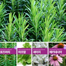 각종 꽃씨 허브씨 모음 종자 야생화 관상화 코스모스 잔디 로즈마리 바질, 흰민들레