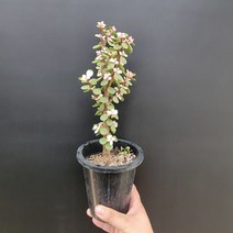 무배특가 트리형 외목대 핑크아악무 25-35cm 99