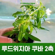 초보 수초 키우기 루드위지아 쿠바 2촉, 없음