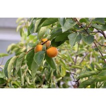 감나무(태추단감) 접목1년 특묘