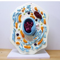 동물세포 미토콘트리아 세포핵 모형 모형이해 실감나는 비교