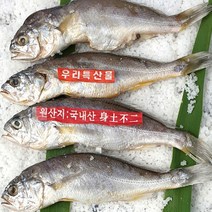 법성포 영광 굴비 60마리+민어5마리(27cm이상) 구이 조림 찜