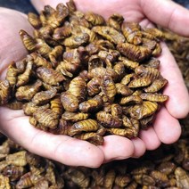 씨기프트 냉동 번데기 1kg 2kg 4kg 주전부리 간식 안주, 03. 번데기 2kg(1kg+1kg.소포장)