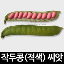 적색 작두콩 씨앗 빨간 적작두콩 sword bean 5알