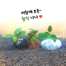 [상상아쿠아] 나나 활착, 일반나나, 3가지 삼총사 1세트
