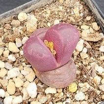 꽃다리 루비 46 다육식물 리톱스 아이만배송