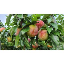 국내산 추희자두 1박스(5KG), 상 (5kg)