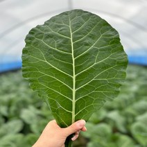 농산물마루 유기농 케일 신선초 1kg / 2kg/ 각 1kg