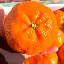 프리미엄 제주 고당도 레드향 선물세트 특품 3kg 5kg 10kg, 레드향/5kg/가정용(특대)/16~25과