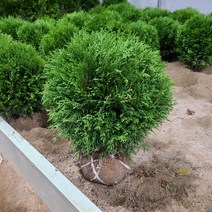 가림원예조경 부시측백, 부시측백 폭50cm, 1개