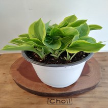 비비추(호스타) 골든티아라 -1포트(15cm)
