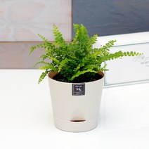 아침향기 공기정화식물 기능성 에코화분 아이보리, (에코화분/아이보리) 더피, 1개