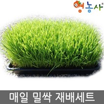 매일 밀새싹 재배세트 텃밭키우기