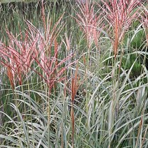 서경농원 무늬억새 모닝라이트 10.2cm 야생화 들꽃 포트묘 10개