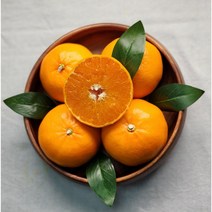 햇 천혜향 3kg 5kg 백화점납품용 (가정용/선물용) 제주도 서귀포 산지직송, 서귀포 햇 천혜향, 3kg 가정용 ( 중소향 7-16과)