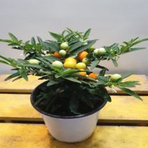 에덴농원 옥천앵두 (새로입고)