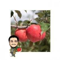 [제철음식] 털보네 갈아먹는 능금사과 9kg 내외 / 25-30과 내외