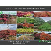 대추나무 대추나무묘목 왕대추 사과대추 일반대추, 상묘