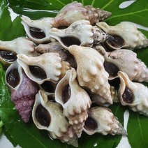 통영바다마켓 자연산 돌고동1kg(사이즈랜덤), 1개