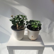무배특가 원플원 2개발송 제라늄 페라고늄 색상랜덤 중품 20-40cm 99