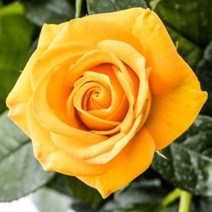 장미 묘목 모음 택1 사계장미 (세종식물원), 1.사계장미 노랑 1주