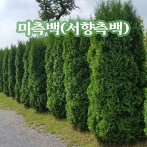 뿌리로템원예종묘_미측백 서양측백 3년생포트 / 키종류별 상록수, 키 150cm