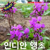 (희귀씨앗) 인디안앵초 10립